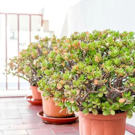 My Place @ Duplex Faro